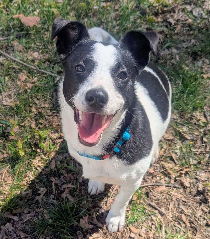 Enlarge Sweet Pea, a Adoptable mixed breed in Norfolk, MA image 6/6