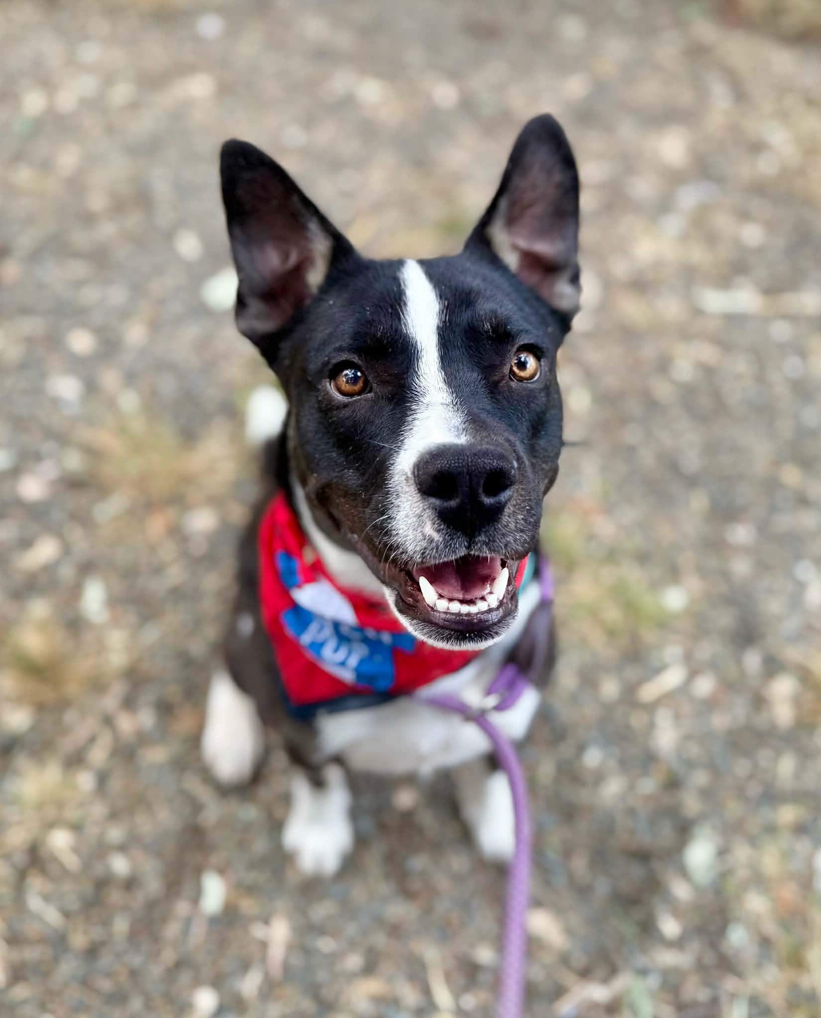 Enlarge Beau, a Adoptable mixed breed in Rocklin , CA image 2/5