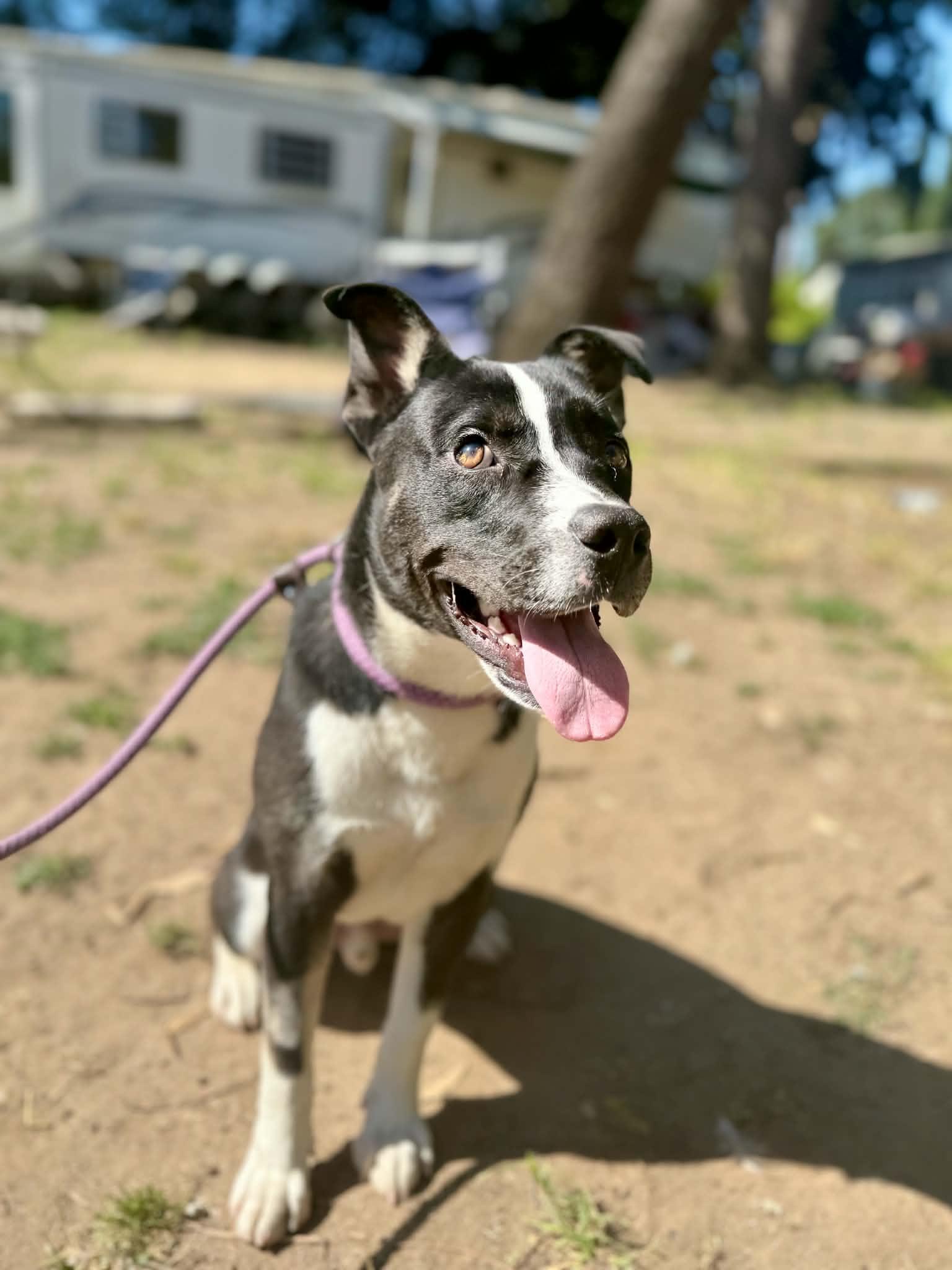 Enlarge Beau, a Adoptable mixed breed in Rocklin , CA image 5/5