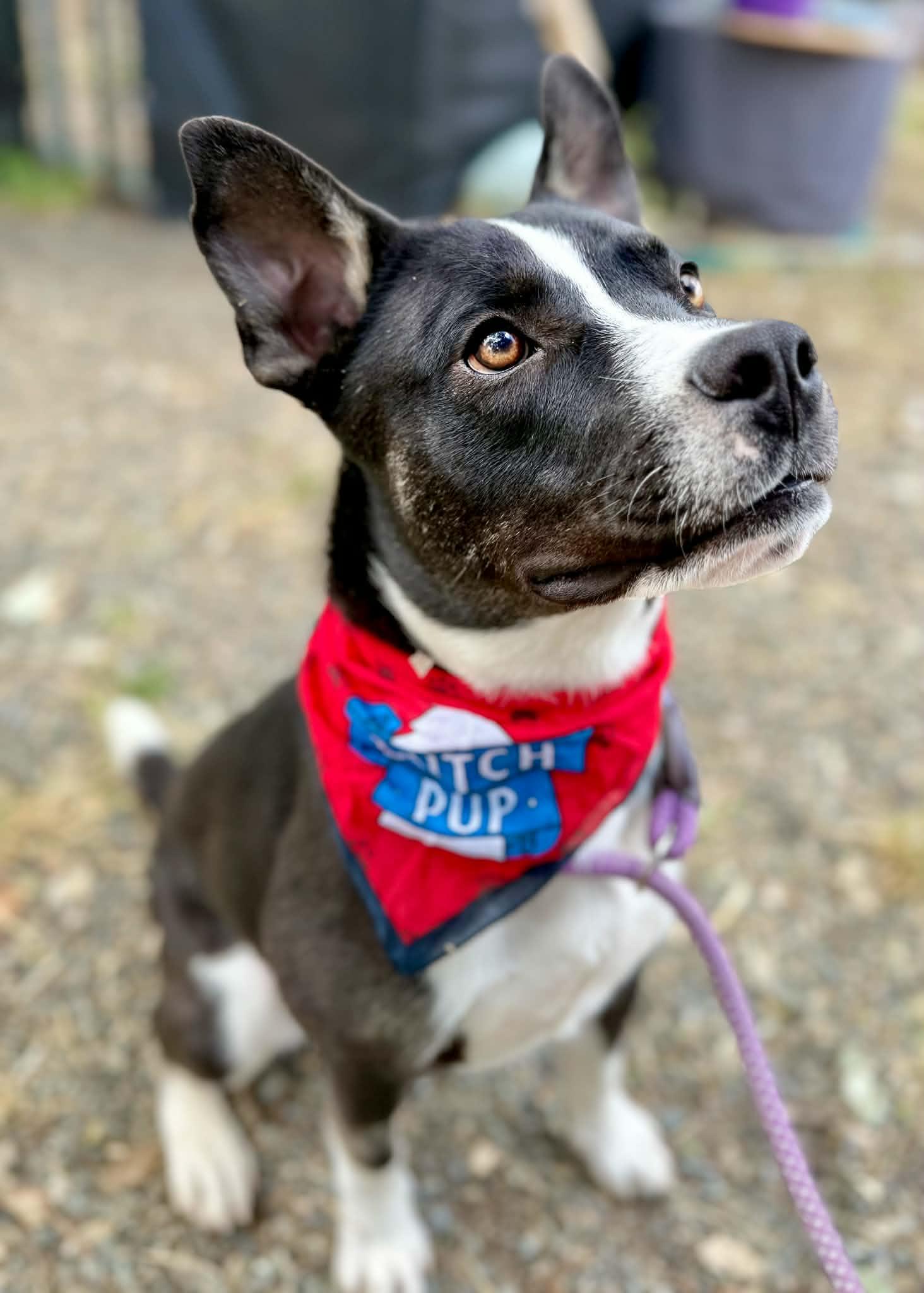 Enlarge Beau, a Adoptable mixed breed in Rocklin , CA image 1/5