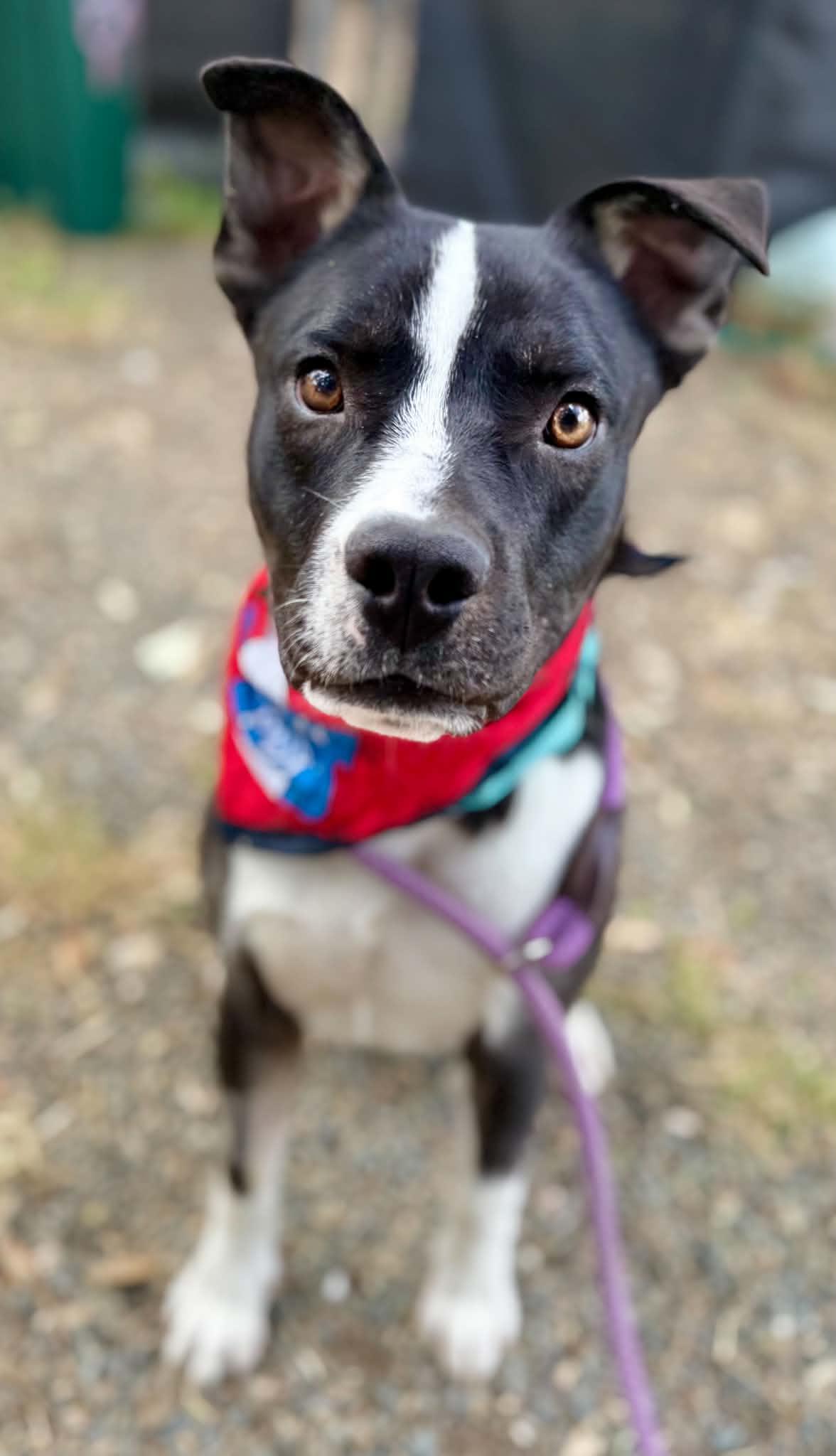 Enlarge Beau, a Adoptable mixed breed in Rocklin , CA image 3/5