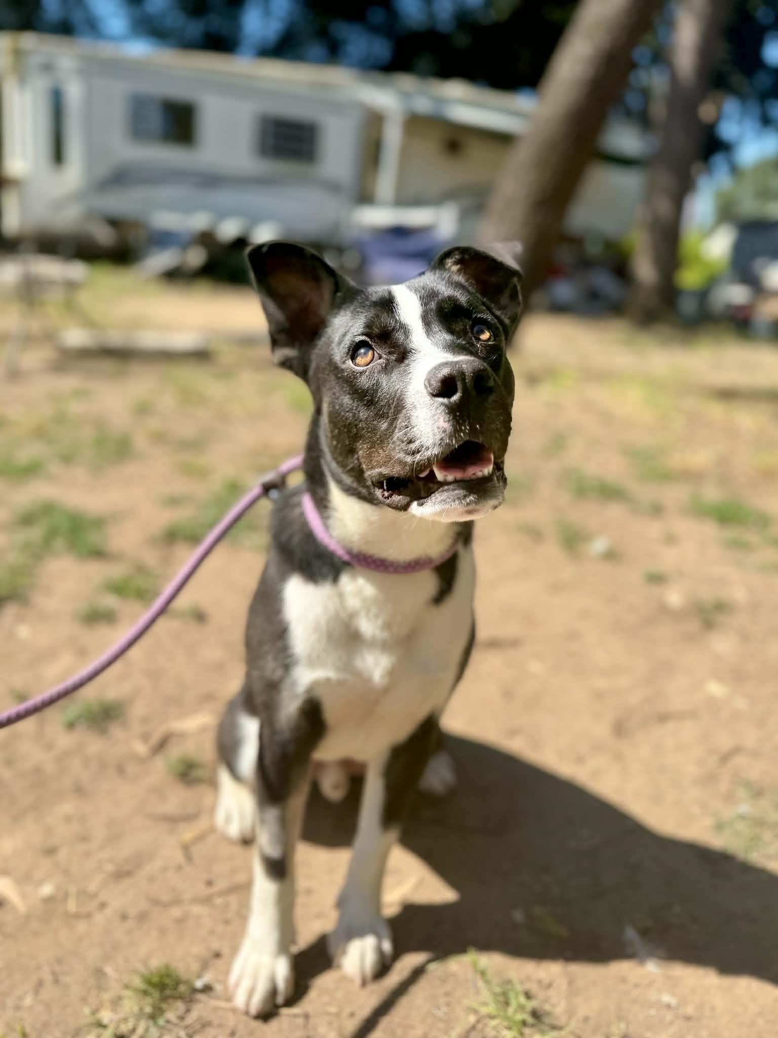 Enlarge Beau, a Adoptable mixed breed in Rocklin , CA image 4/5
