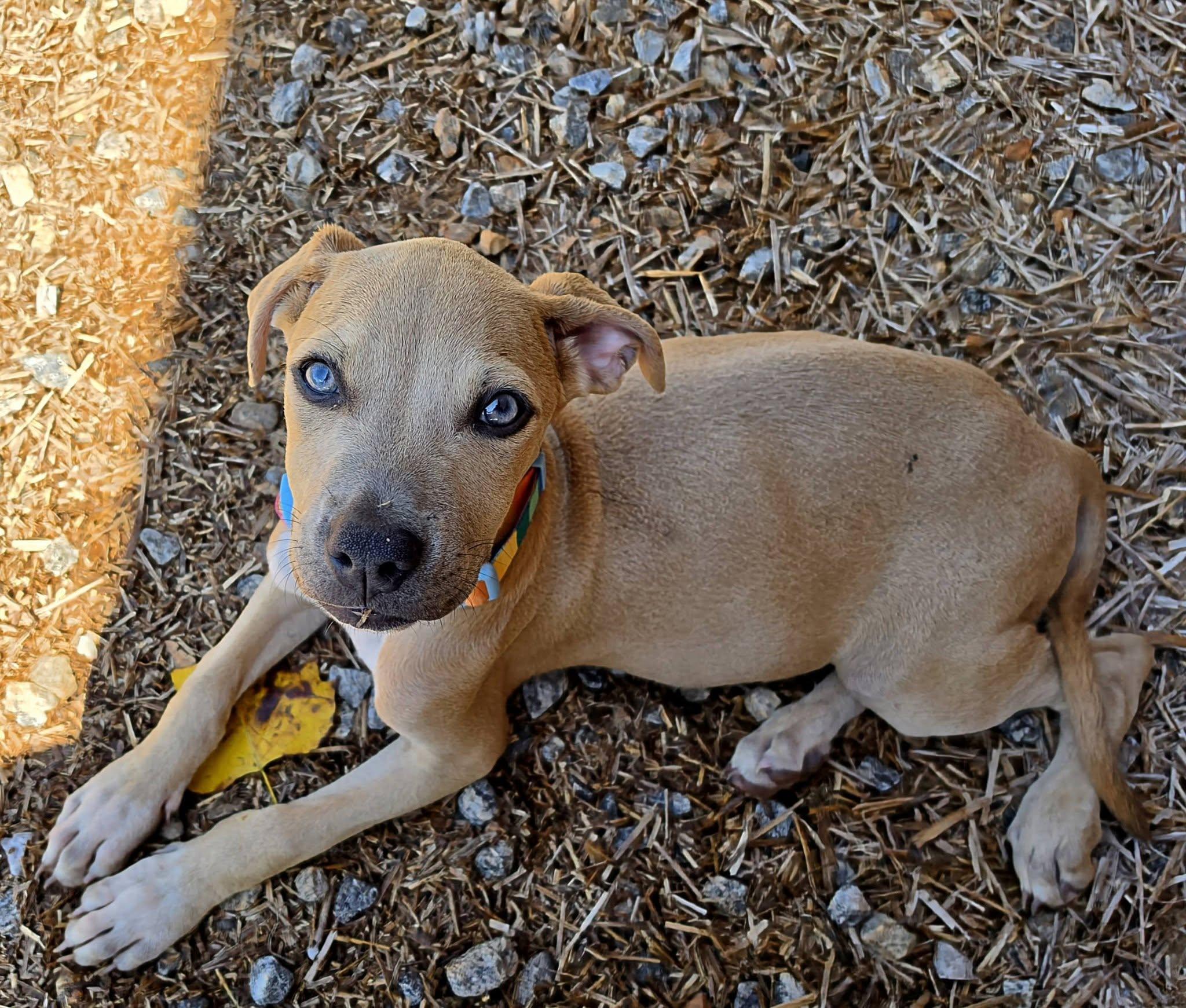 Enlarge Meadow, a Adopted mixed breed in Easley, SC image 3/3