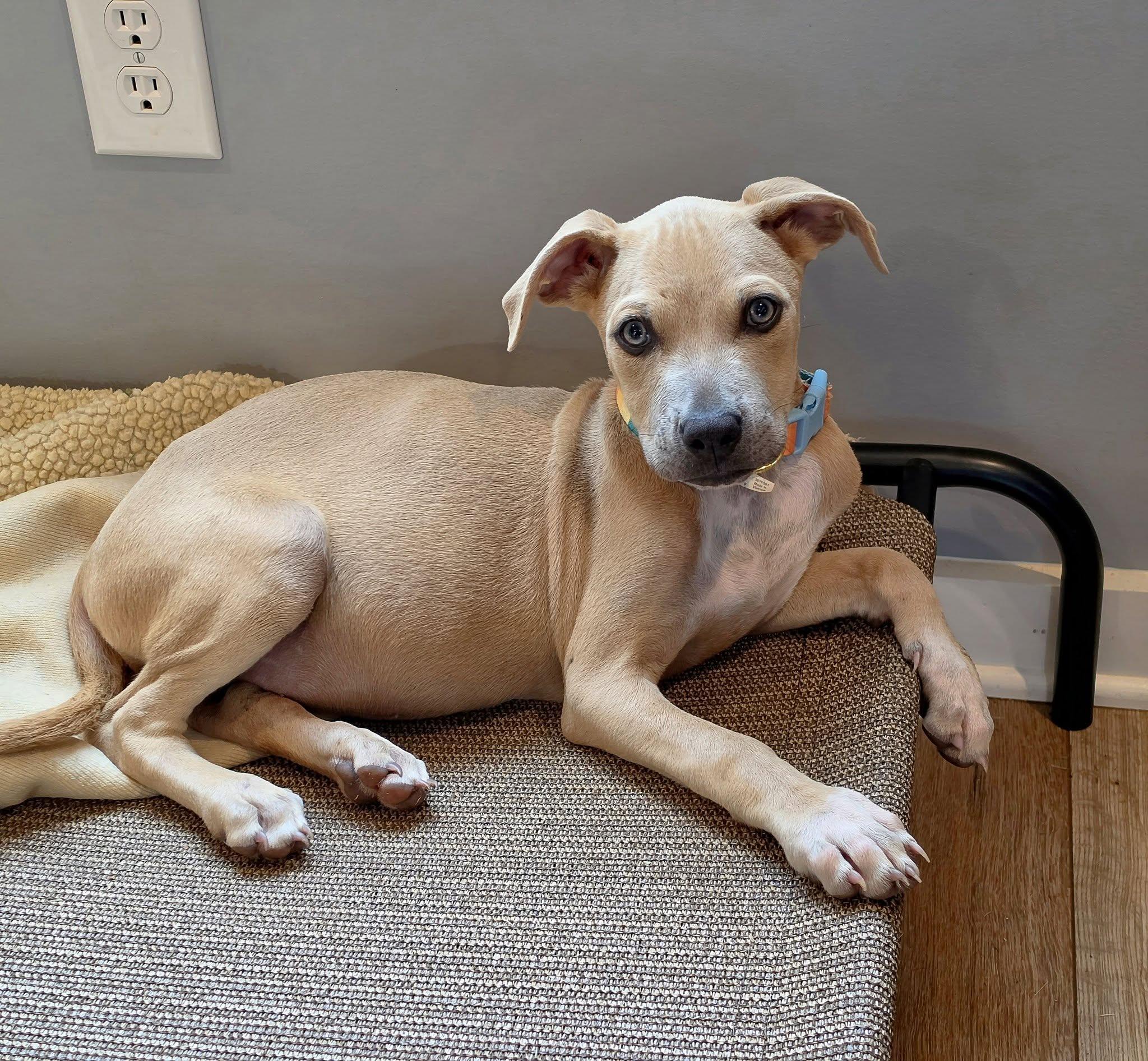 Enlarge Meadow, a Adopted mixed breed in Easley, SC image 2/3