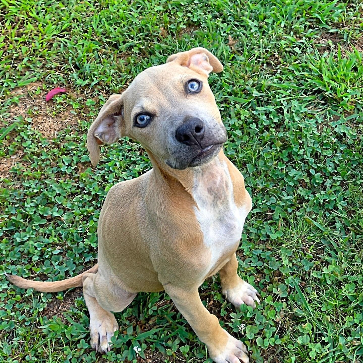 Meadow, Adopted, Puppy Female Mixed Breed.