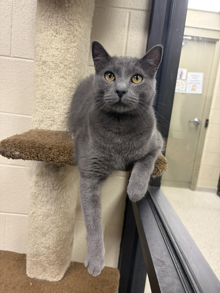 Smoke, Adopted, Adult Male Domestic Short Hair.
