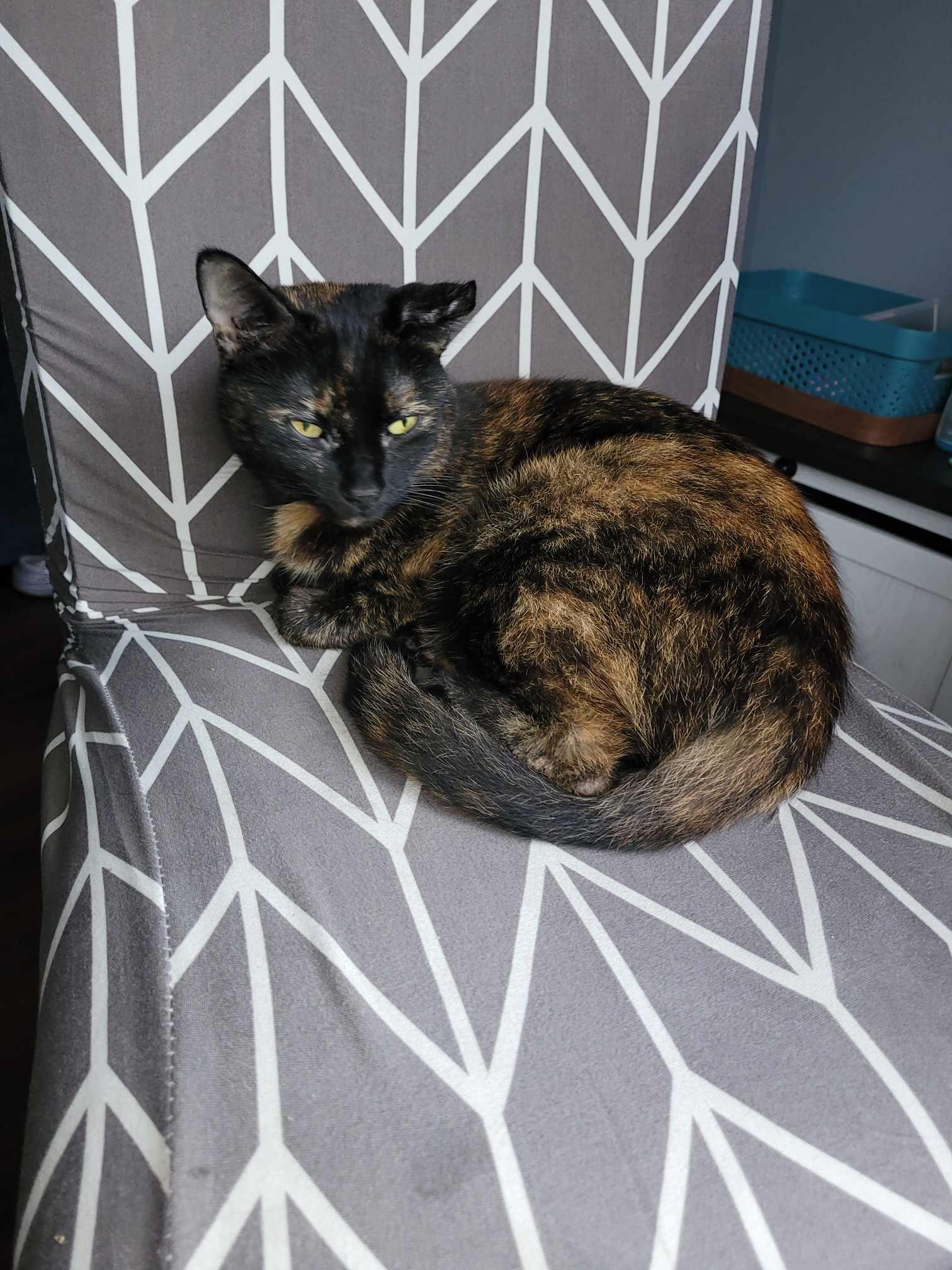 Lily, Adoptable, Adult Female Tortoiseshell.