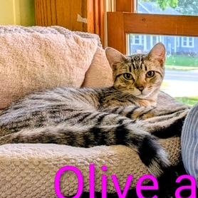Olive, a ADOPTABLE Domestic Short Hair in Owatonna, MN image 2/2
