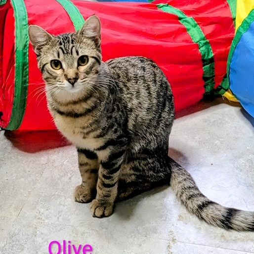 Olive, a ADOPTABLE Domestic Short Hair in Owatonna, MN image 1/2