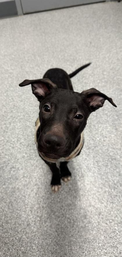 Enlarge Leroy, an adopted mixed breed in Tinley Park, IL image 3/3