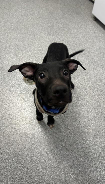 Enlarge Leroy, an adopted mixed breed in Tinley Park, IL image 2/3