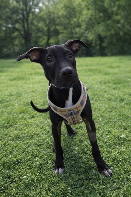 Enlarge Leroy, an adopted mixed breed in Tinley Park, IL image 1/3