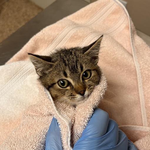 Bug, Adoptable, Kitten Female Domestic Short Hair.