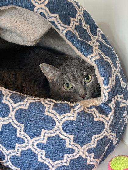 Jayda, Adoptable, Adult Female Domestic Short Hair & Domestic Short Hair.