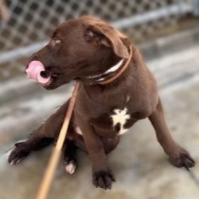 Enlarge YOSHI, an adopted mixed breed in Murrieta, CA image 3/4