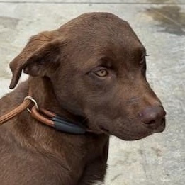 YOSHI, adopted, Puppy Male Labrador Retriever & Cattle Dog.