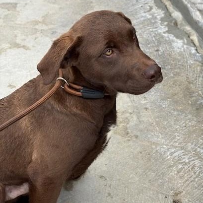 Enlarge YOSHI, an adopted mixed breed in Murrieta, CA image 4/4