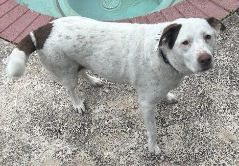 Lola, Adoptable, Adult Female Labrador Retriever & Mixed Breed.