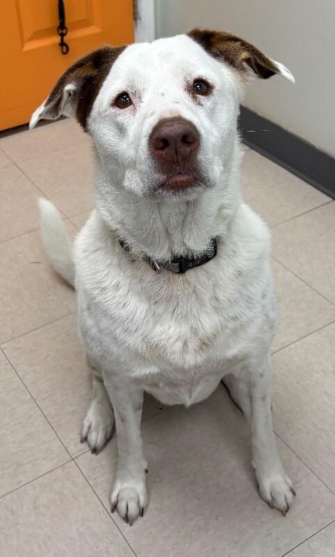 Enlarge Lola, a Adoptable mixed breed in Katy, TX image 2/2