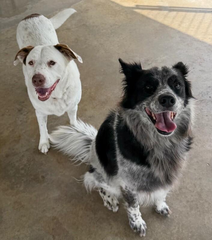 Enlarge Lola, a Adoptable mixed breed in Katy, TX image 4/6