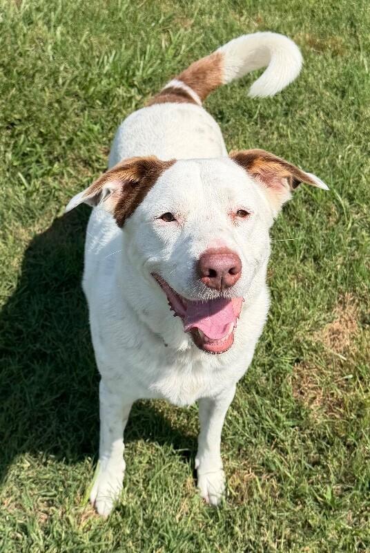 Enlarge Lola, a Adoptable mixed breed in Katy, TX image 5/6