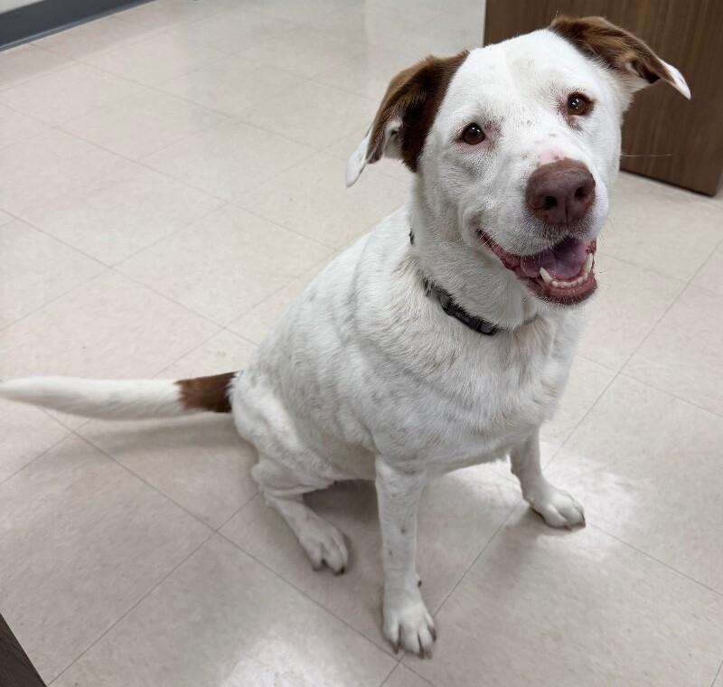 Enlarge Lola, a Adoptable mixed breed in Katy, TX image 6/6