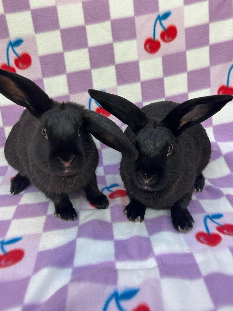 Lana (Bonded to Arianna), Adoptable, Adult Female Rex & Lop Eared.