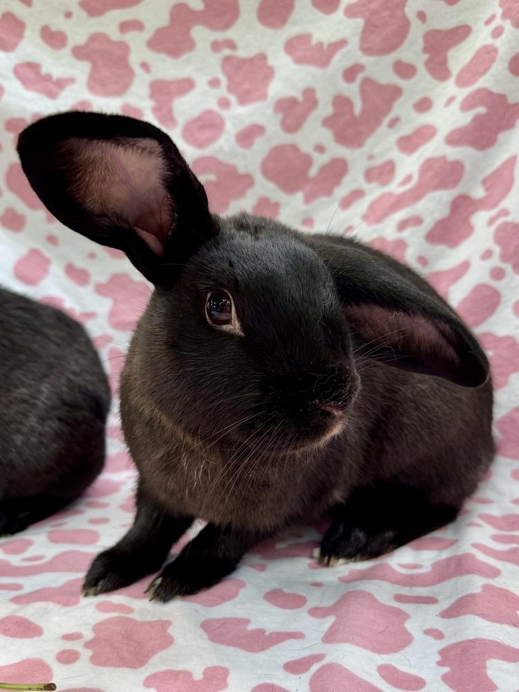 Lana (Bonded to Arianna), a Adoptable mixed breed in Gainesville, FL image 2/6