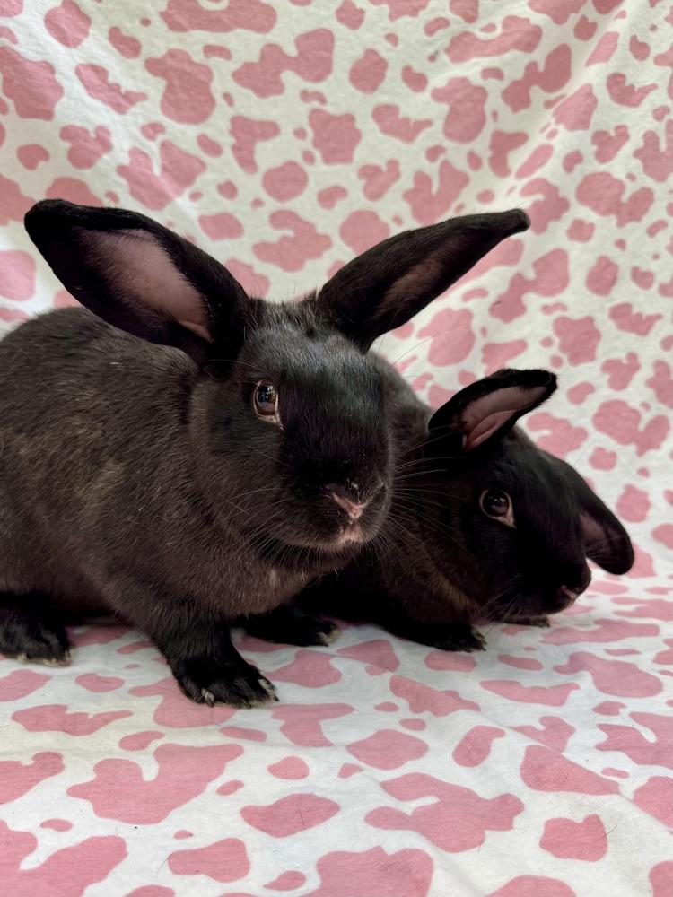 Lana (Bonded to Arianna), Adoptable, Adult Female Rex & Lop Eared.