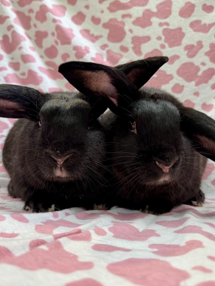 Lana (Bonded to Arianna), a Adoptable mixed breed in Gainesville, FL image 5/6