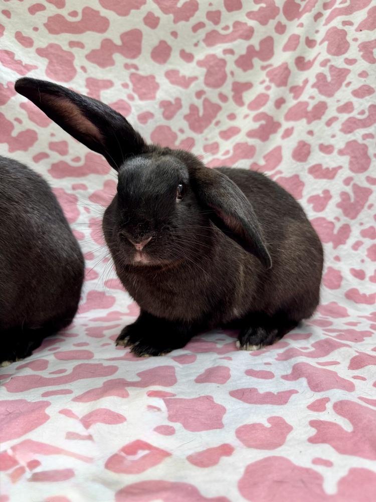 Lana (Bonded to Arianna), a Adoptable mixed breed in Gainesville, FL image 6/6