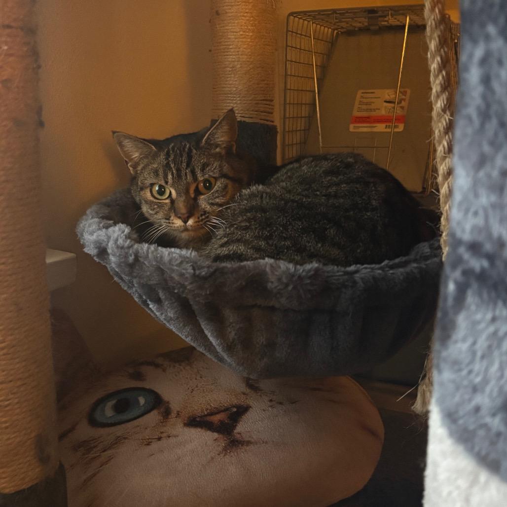 Kristen Stewart, Adoptable, Young Female British Shorthair.