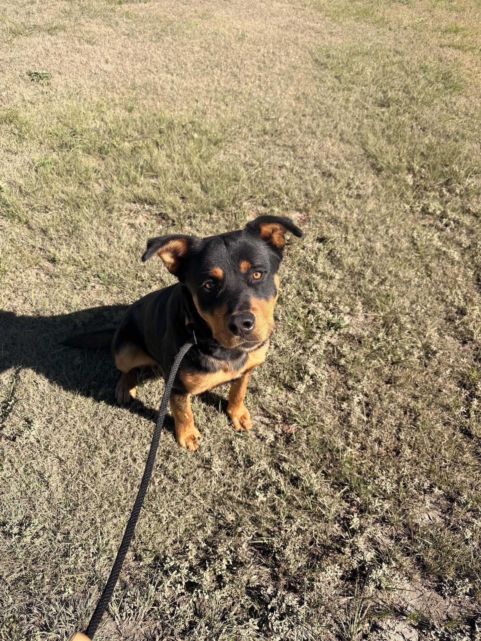 Maxamillion, Adoptable, Young Male Rottweiler.