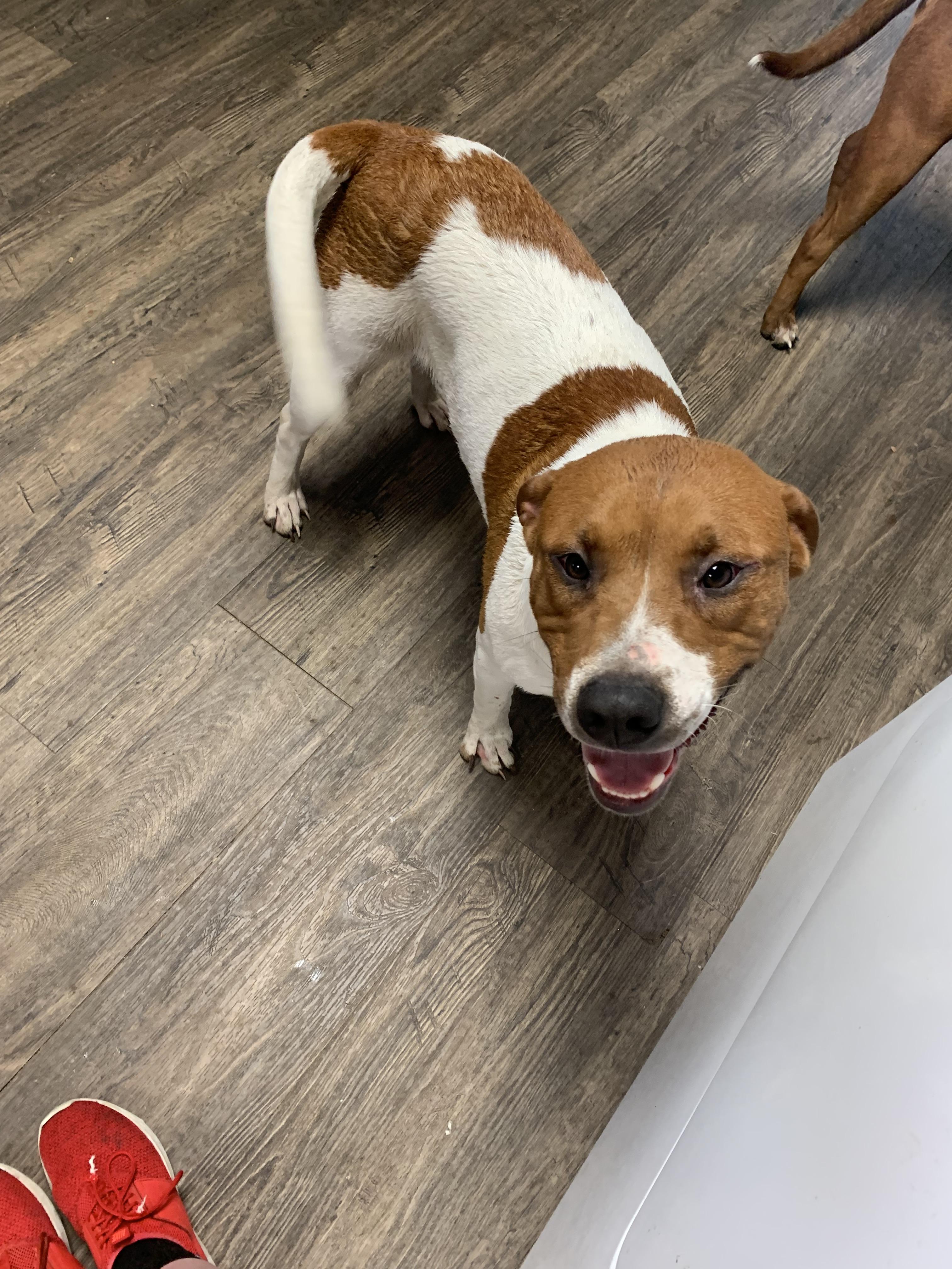 Enlarge Rudy, a ADOPTABLE mixed breed in Lexington, MS image 2/2
