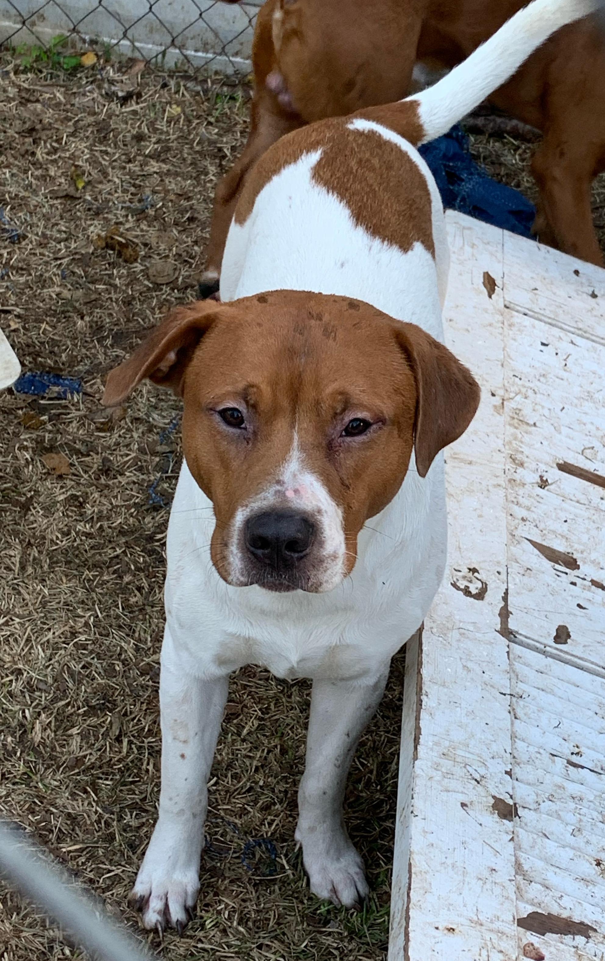 Rudy, ADOPTABLE, Young Male Rhodesian Ridgeback & Bulldog.