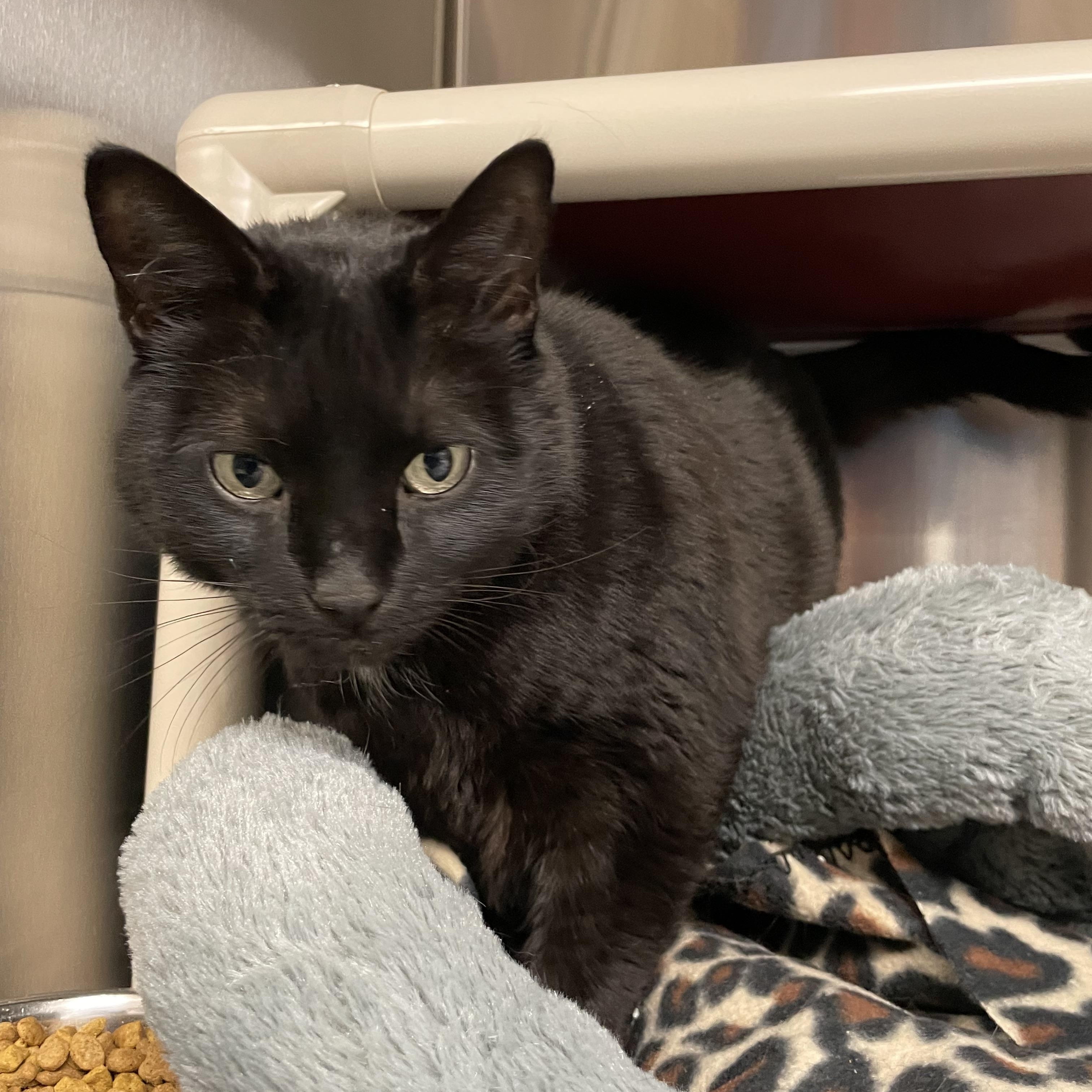 Alexa, Adoptable, Adult Female American Shorthair.