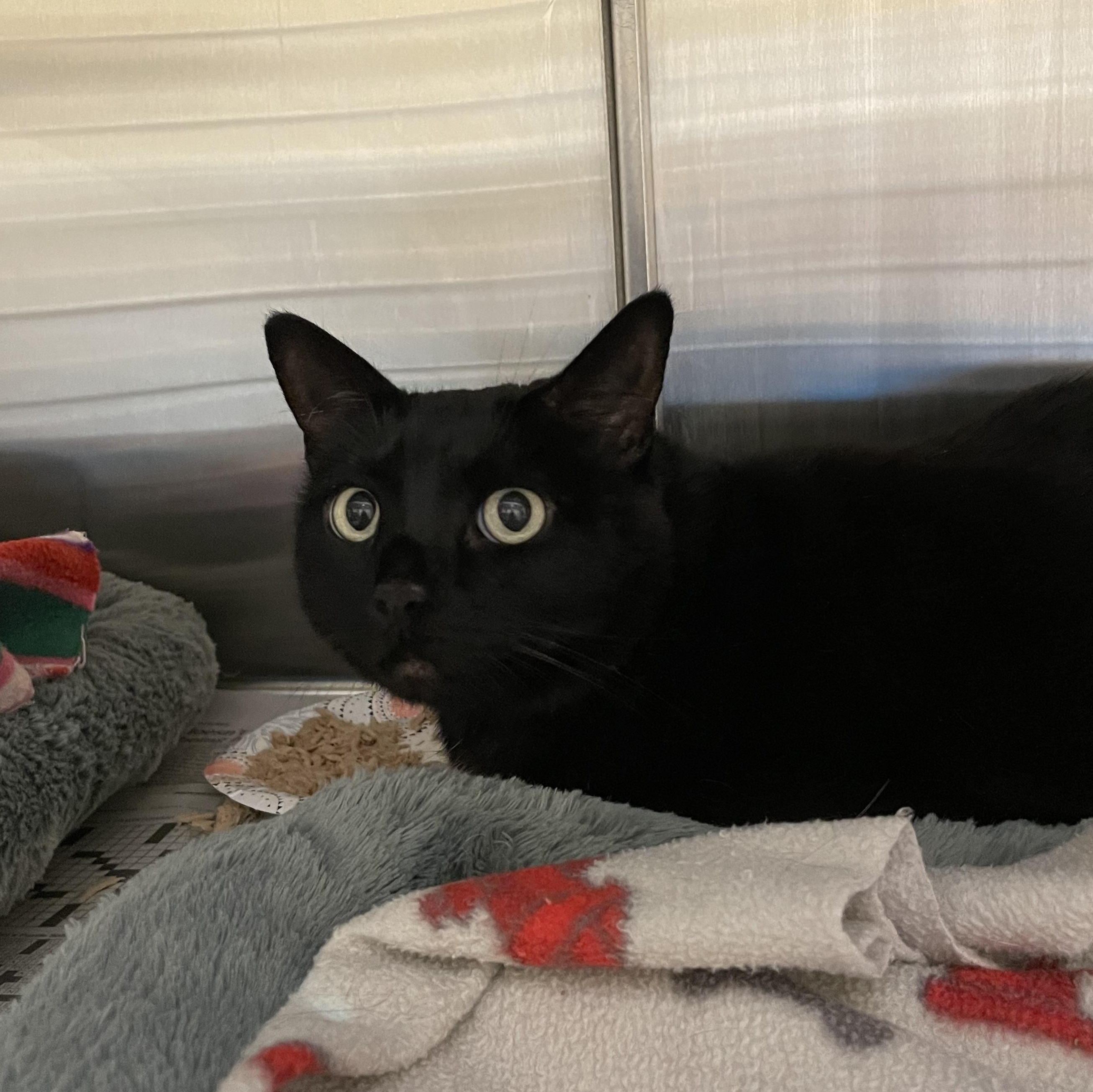 Enlarge Alexa, a Adoptable American Shorthair in North Kingstown, RI image 3/4