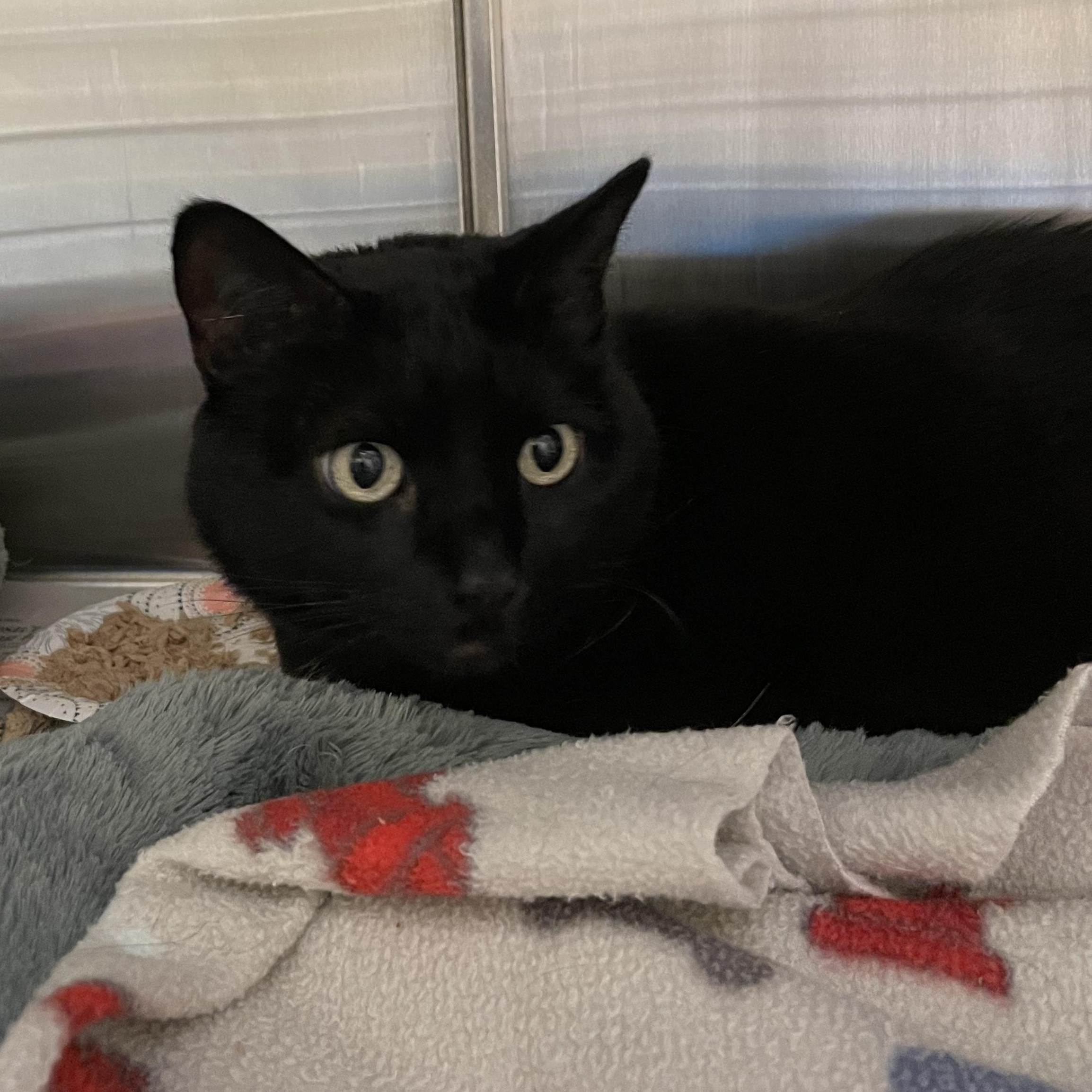 Enlarge Alexa, a Adoptable American Shorthair in North Kingstown, RI image 2/4
