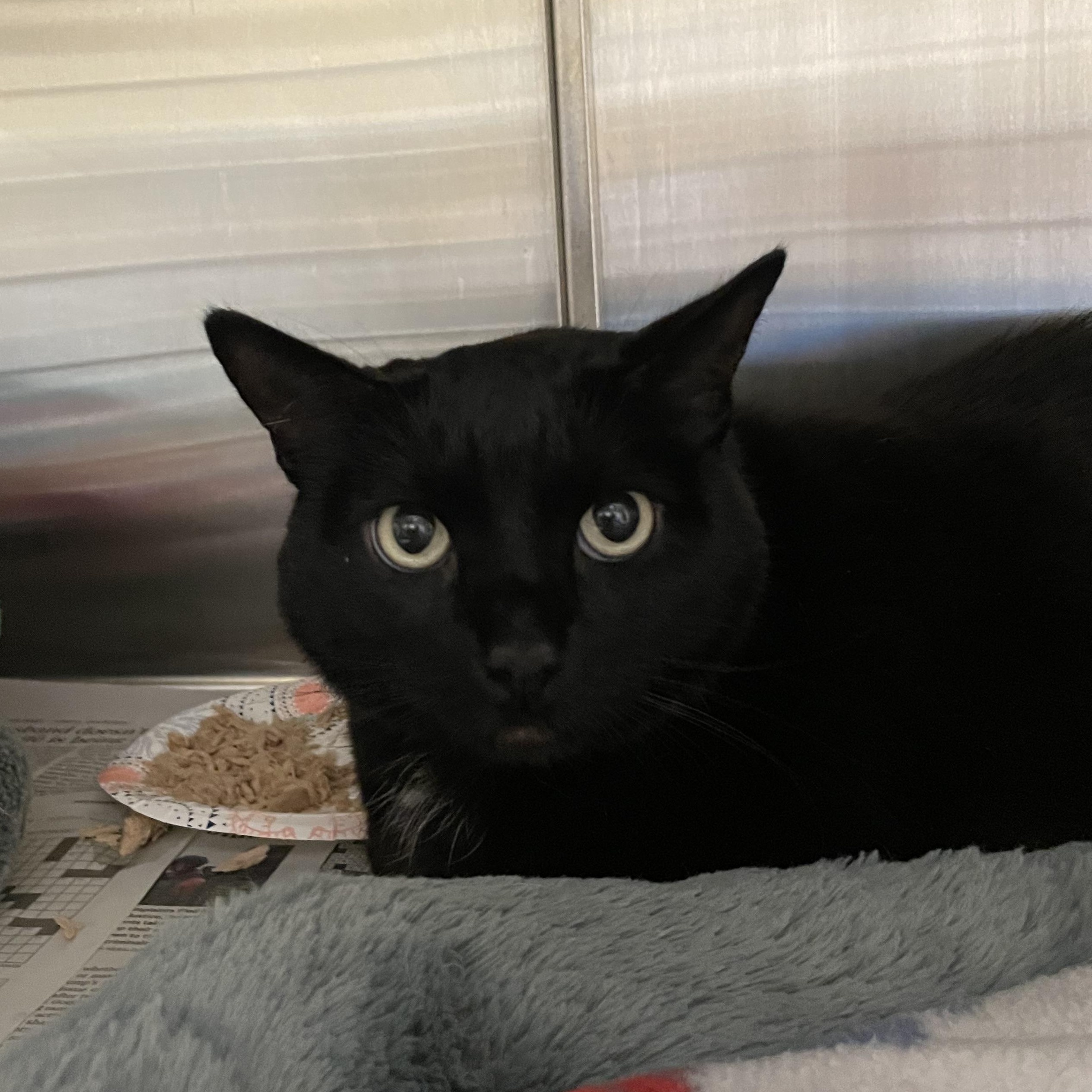 Enlarge Alexa, a Adoptable American Shorthair in North Kingstown, RI image 4/4