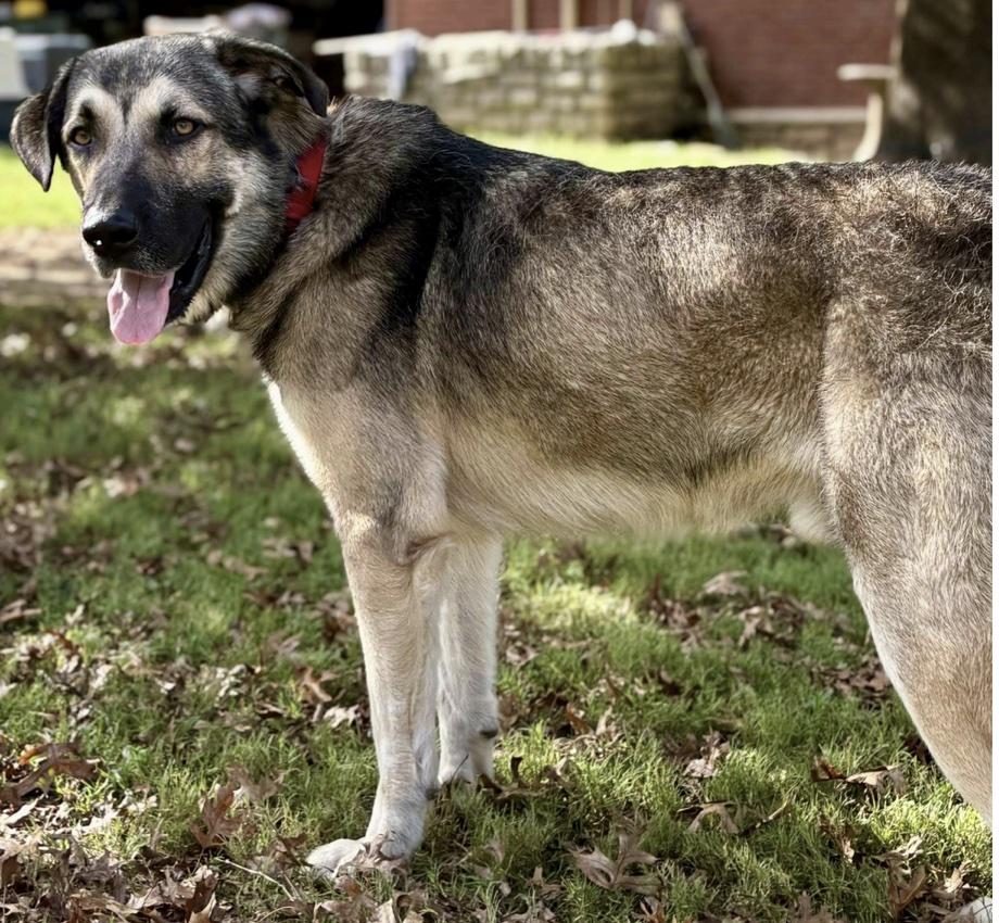 Enlarge Tyson, a ADOPTABLE mixed breed in Cedarburg, WI image 3/4