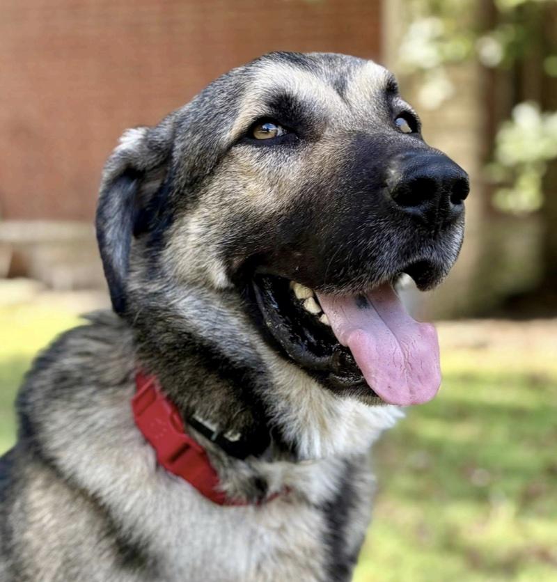 Tyson, ADOPTABLE, Adult Male German Shepherd Dog & Mixed Breed.