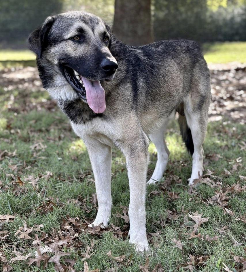Enlarge Tyson, a ADOPTABLE mixed breed in Cedarburg, WI image 2/4