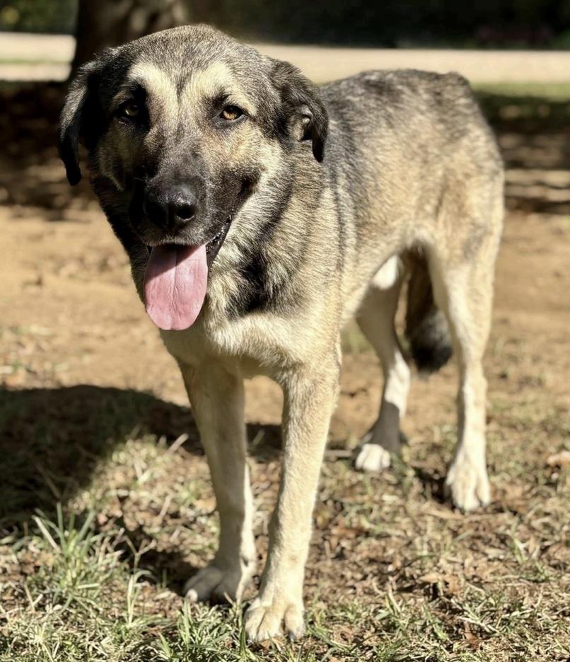 Enlarge Tyson, a ADOPTABLE mixed breed in Cedarburg, WI image 4/4