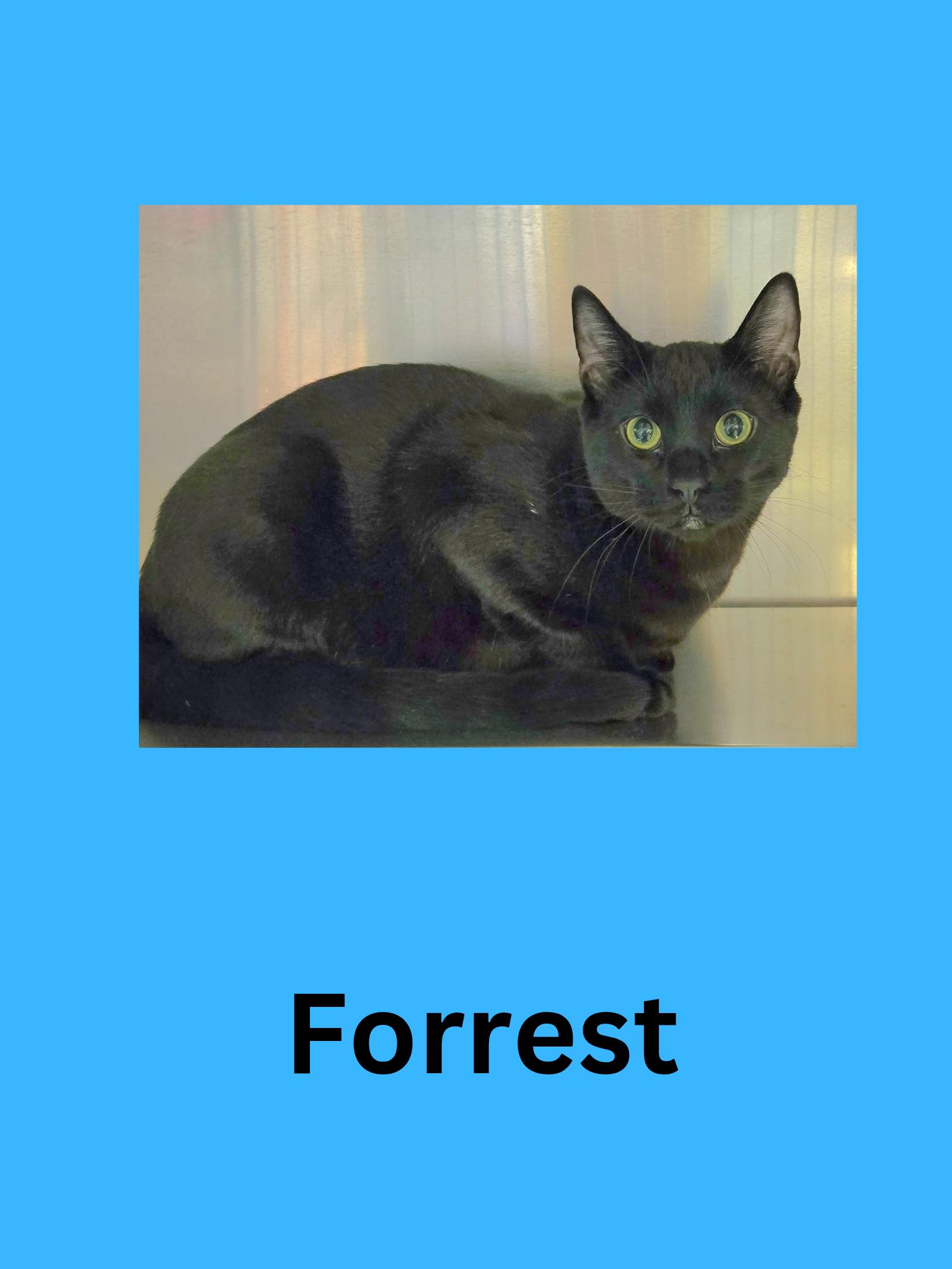 Enlarge Forrest, a ADOPTABLE Domestic Short Hair in Ravenna, OH image 1/1