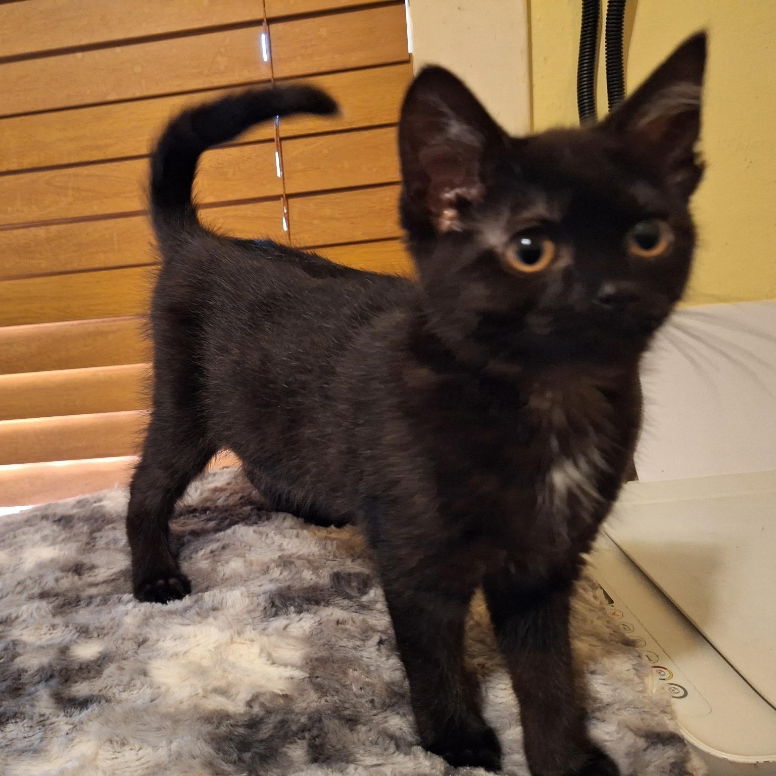 Drizzle, Adoptable, Young Female Domestic Short Hair.