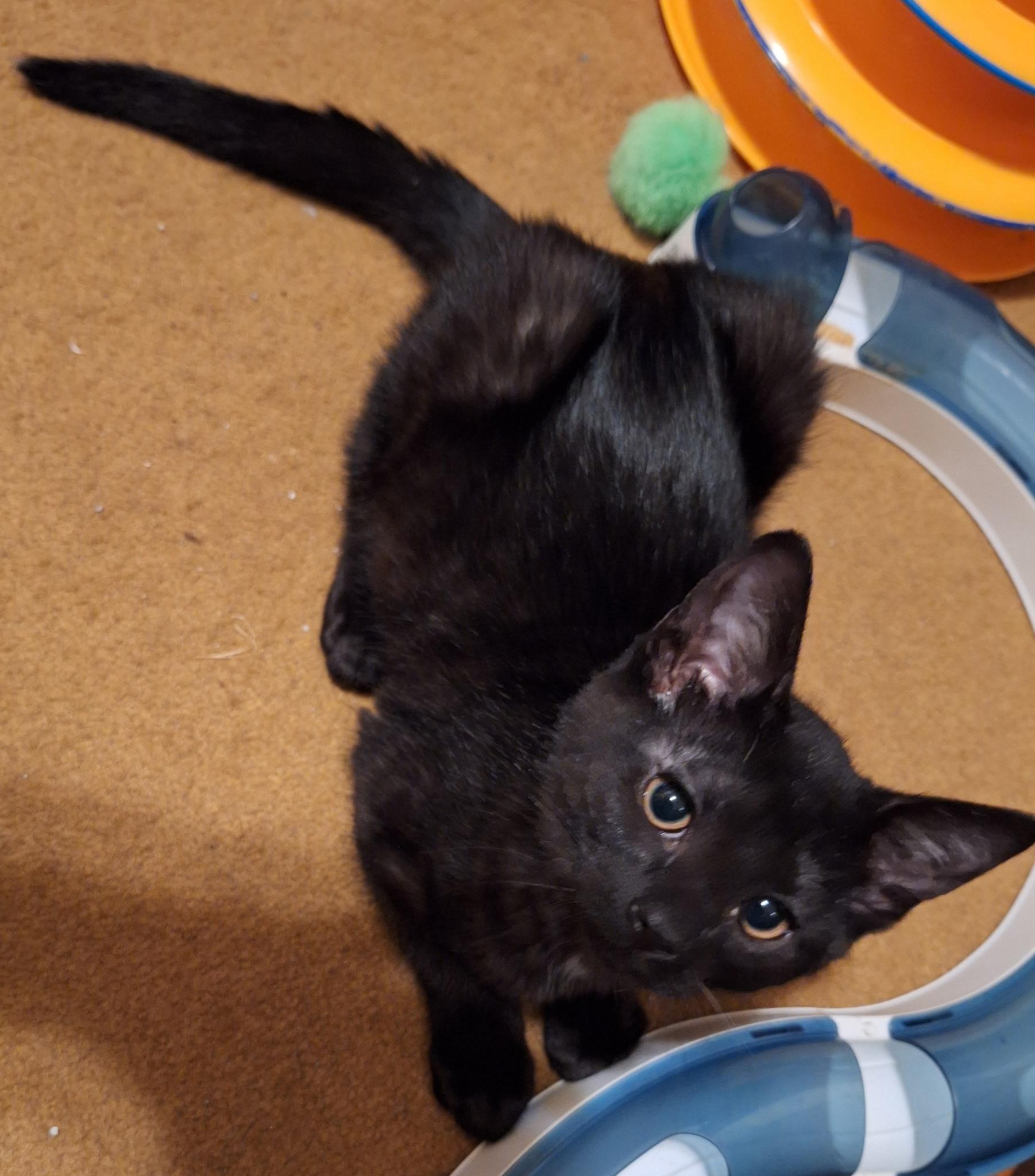 Enlarge Drizzle, a Adoptable mixed breed in Kenosha , WI image 4/4