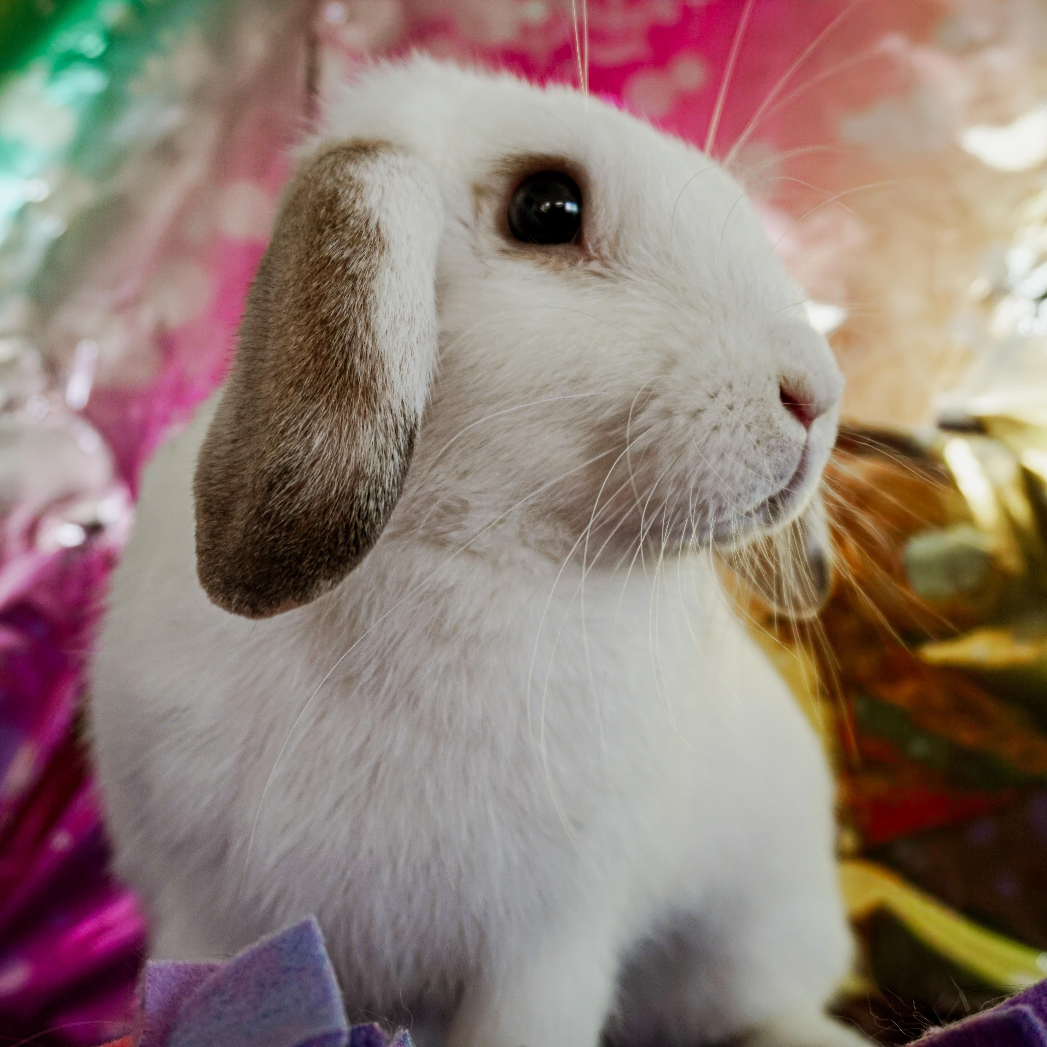 Enlarge Star, a ADOPTABLE Lop Eared in Long Beach, CA image 2/3