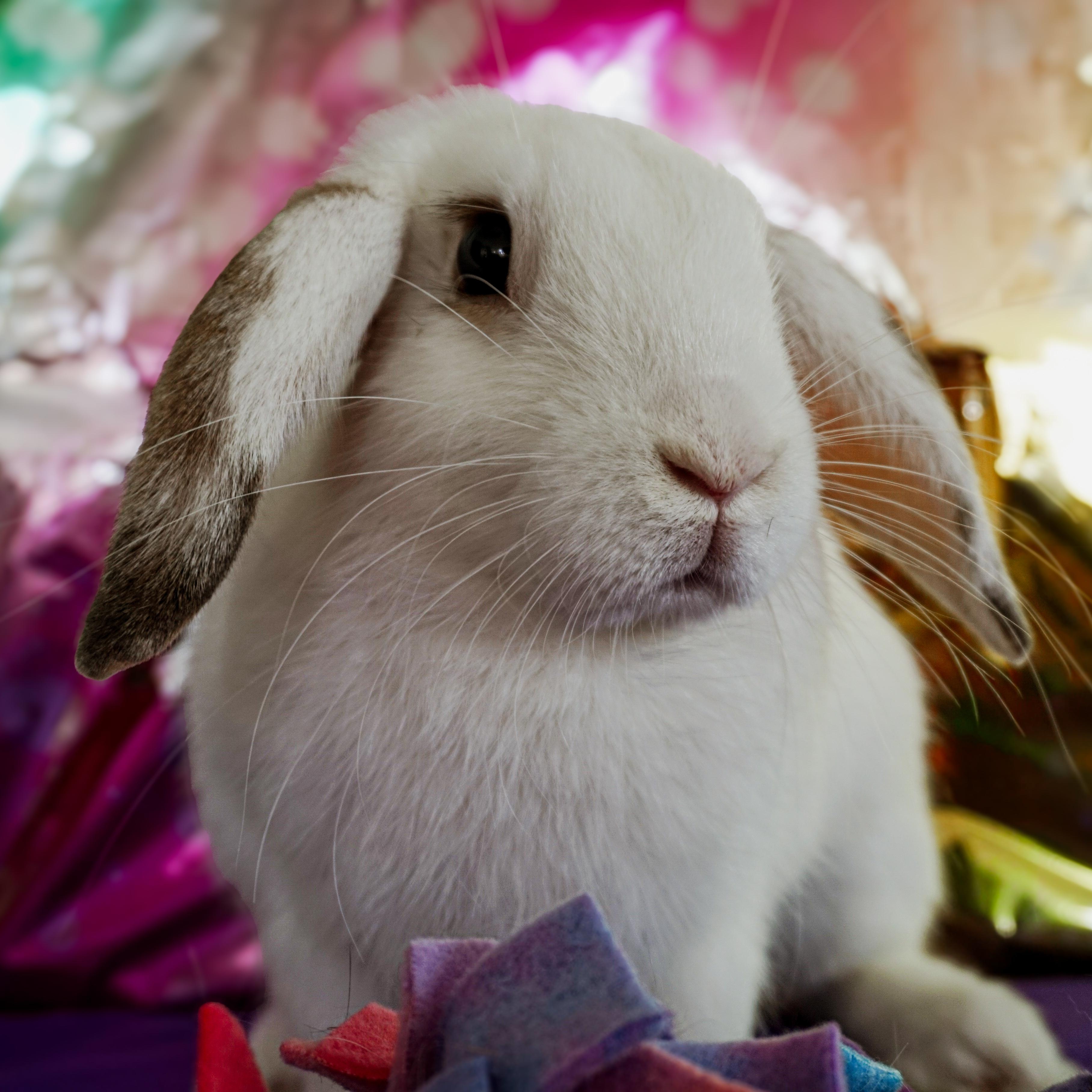 Star, ADOPTABLE, Adult Male Lop Eared.