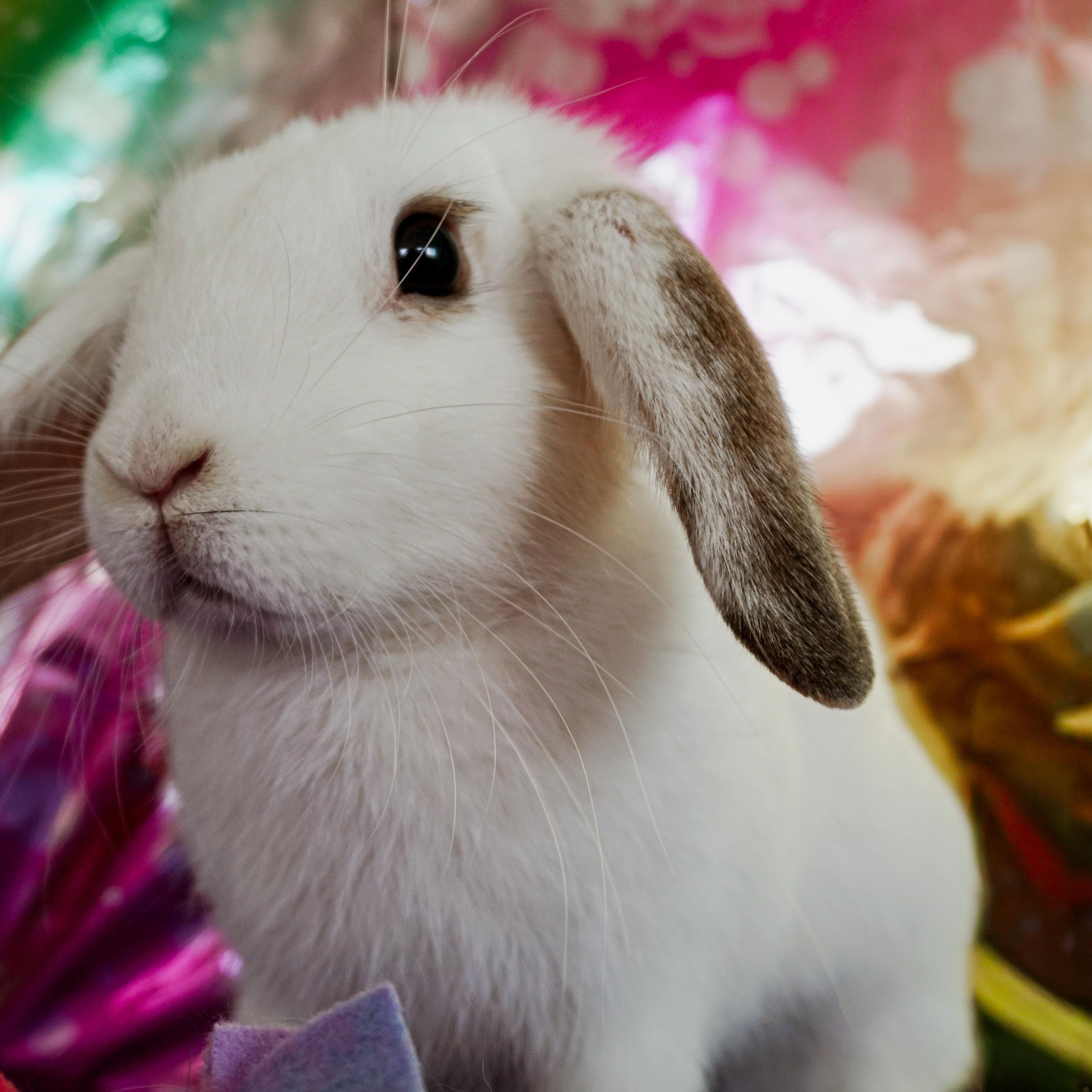 Enlarge Star, a ADOPTABLE Lop Eared in Long Beach, CA image 3/3