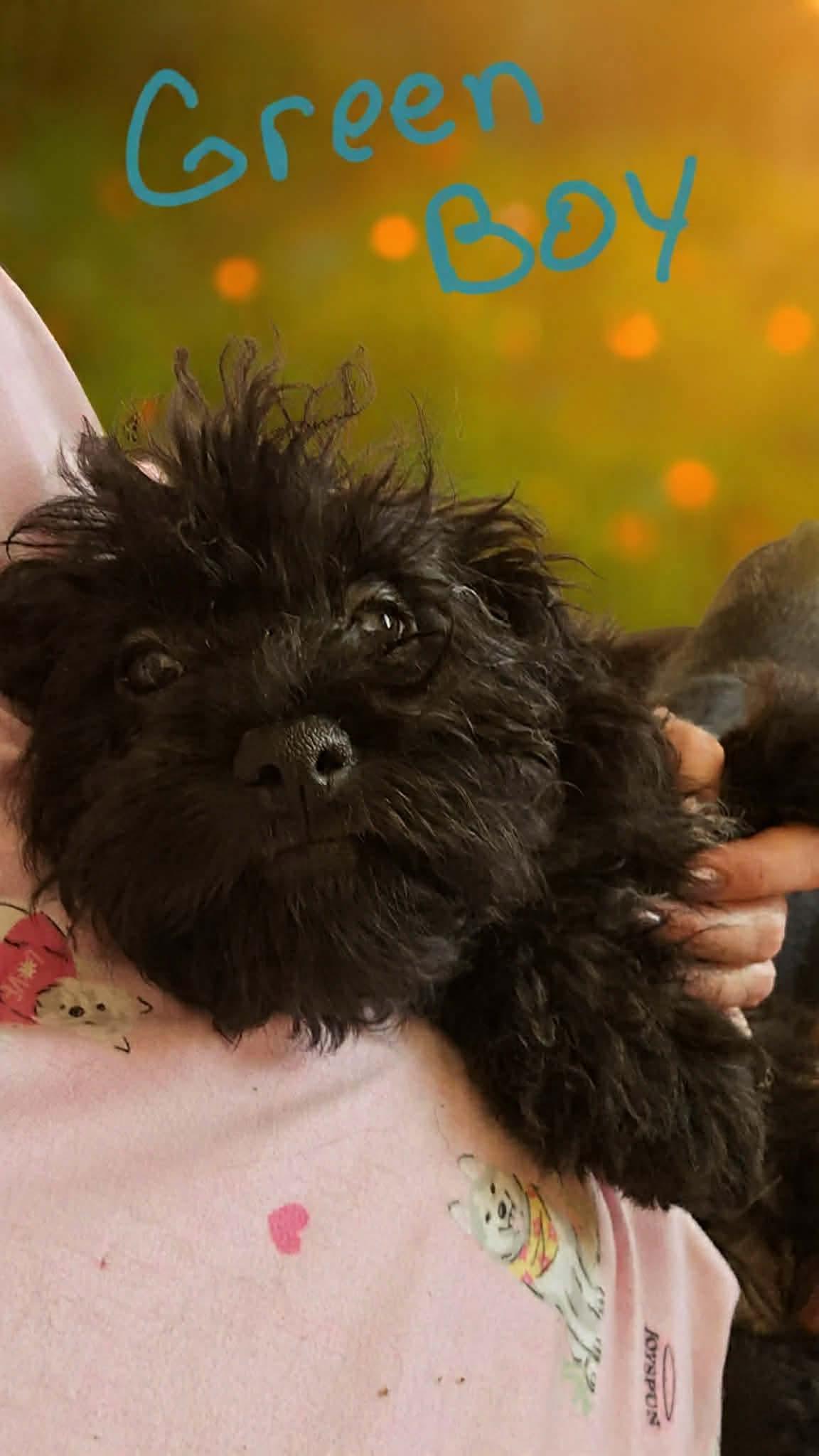 Green Boy, Adoptable, Puppy Male Cairn Terrier & Poodle.